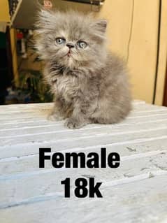 Persian female and male kitten
