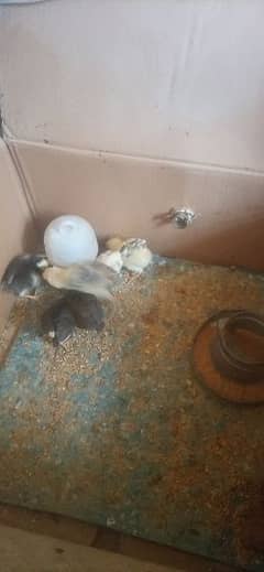 aseel chicks and patha for sale