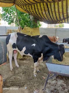 Cow For sale