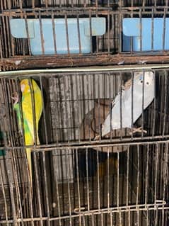 austrelian parrot & doves & finches