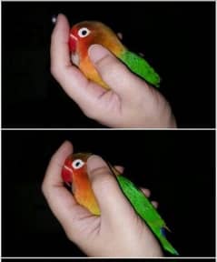 Hand tamed love bird
