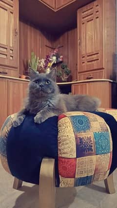 pure persian | grey and black | Male