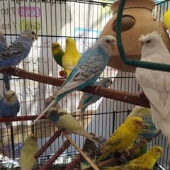 Adult Budgies For Sale