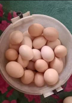 Fresh desi eggs Available for sale