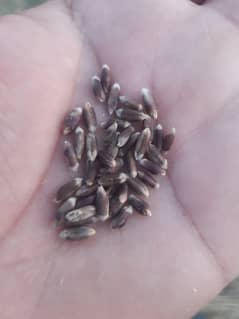 black weat seeds is available