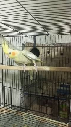 cocktail female and grey pair 3 piece 5000