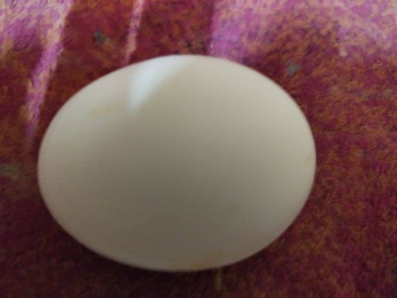 American Rock Plymouth  fertilized eggs & chicks  available 4