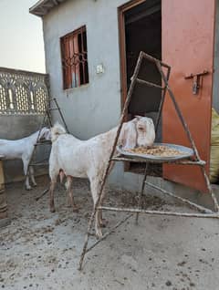 Goats (female)