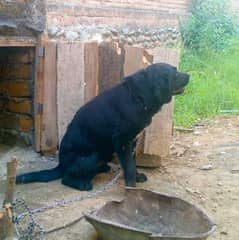 Labrador black colour