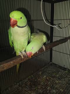 Breeding Raw Parrots Pair