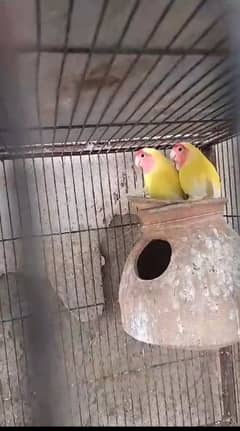 Latino parrots for sale