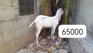 Bakra available for sale