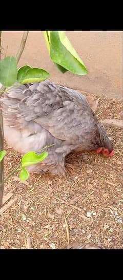 brahma grey female healthy and active