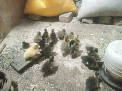 Ducks chicks for sale