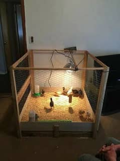 hera aseel, muska, miawali, bengum fertile eggs available delivery