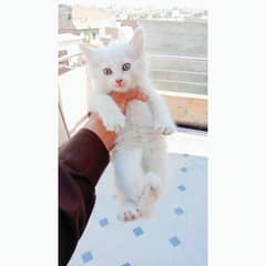 Persian kittens Pair For Sale / Persian kittens for sale