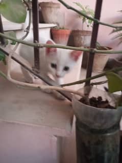 Semi Persian Kitten 3 months