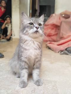 Graceful Elegance: Adopt a Regal Grey Persian Cat