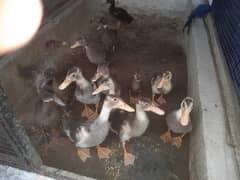 14 Ducklings and 4 Ducks For Sale
