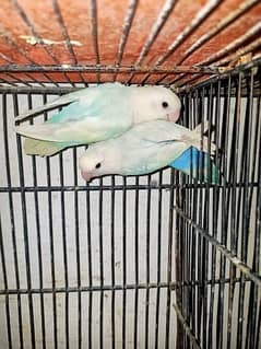 love bird 10 pc parrot for sell