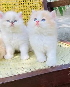03284714232whatsap contact please Persian kittens pair urgent sale