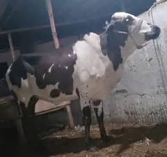cow beautiful 4dant for sale
