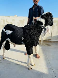 Dumba or bakra for sale