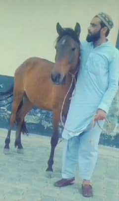 horse for naiza baazii runing