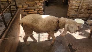 larkana dumba for sale sheep