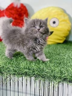 pure persian smokey color cute kittens, (Cash on delivery)