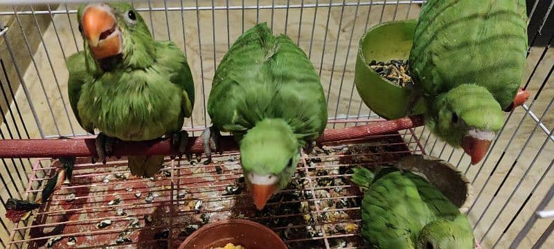 green chicks 2