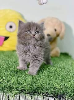 pure persian punch face kittensr sale high quality (Cash on delivery)