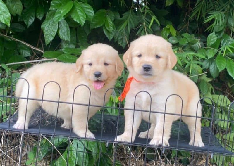 golden retriever puppy for sale 2