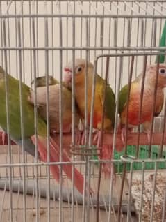 Pineapple conure Ready to Breed pairs
