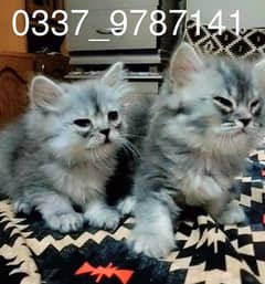 punch face long coat Persian kittens for sale healthy and active