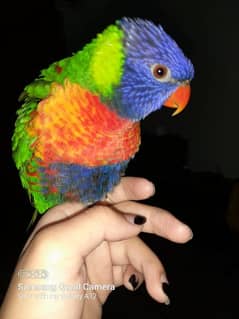 rainbow parrot