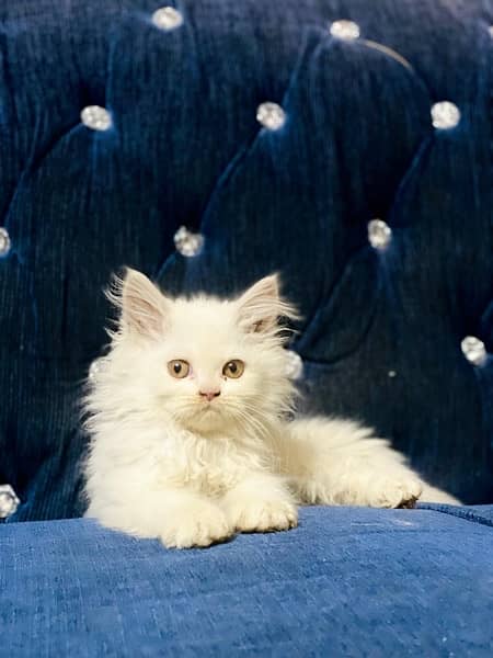 Persian kitten triple coated 11,500 Persian cat Male 19,000 0