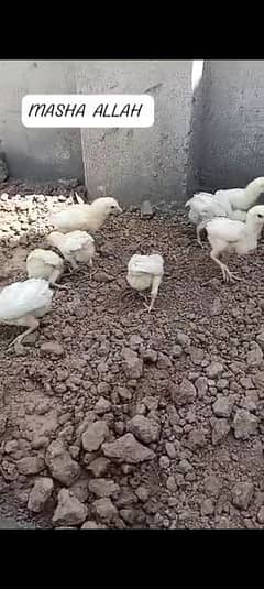 One month old heera chicks