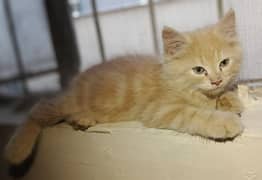 Cute Male Persian Kitten