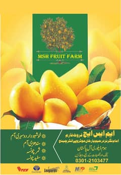 Export Quality Mangoes