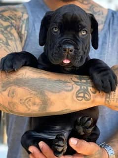 Cane Corso Puppies available