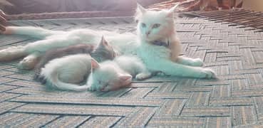 Persian cat with two kittens