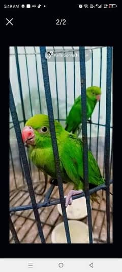 ring neck parrot