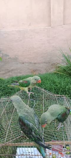 Raw parrot chicks