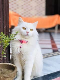 triple court full white persian cat and fully played