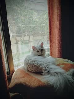 Persian Cat (Free Adoption)
