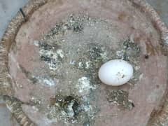 pigeon with eggs