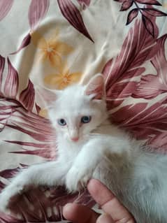persian cat baby age 2 months colour white