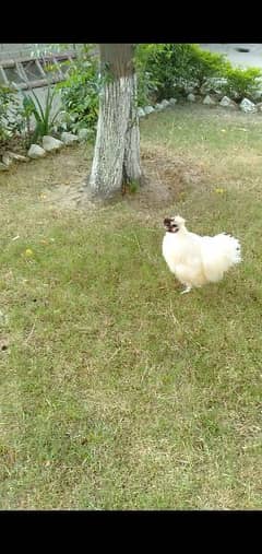 Silkie