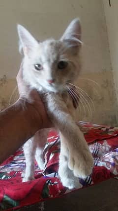 triple coated red cat baby 3 month age